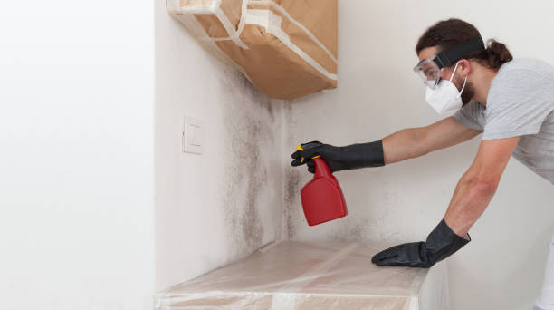 Professional Basement Mold Remediation technician working in Leesburg, VA