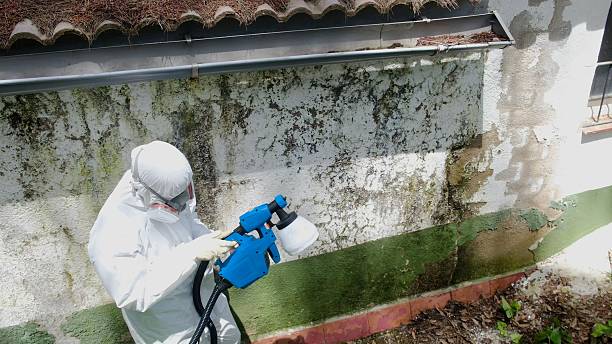 Top rated local Basement Mold Remediation specialists in Leesburg, VA